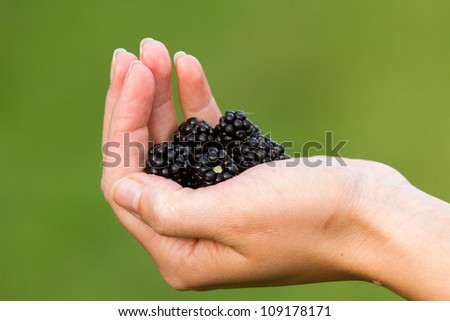 Similar – Ripe blackberries in hand