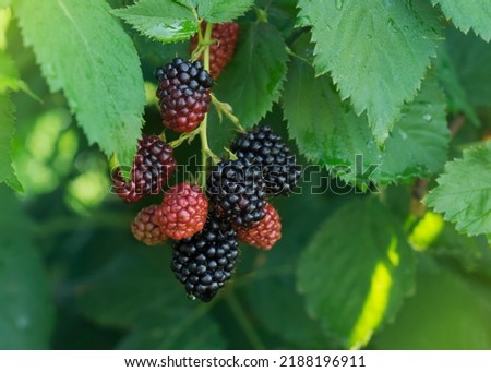 Blackberry berries. Ripe and unripe berries