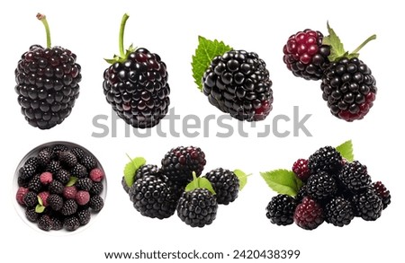 Blackberry Blackberries bramble fruit, many angles and view side top front heap pile bunch isolated on white background cutout file. Mockup template for artwork graphic design