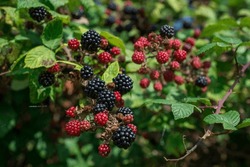 Blackberry Or Blackberries On A Plant With Ripened And Unripened