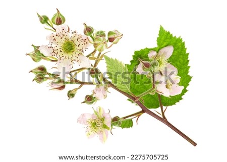 Blackberry blossom flower closeup on white background