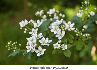 Blackberry Blossom High Res Stock Images Shutterstock