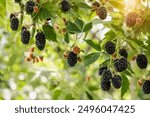 Blackberry Bush with Blackberries. Blackberries or Raspberries Fruit Ripening and Harvesting concept. Sunlight. Copy Space.