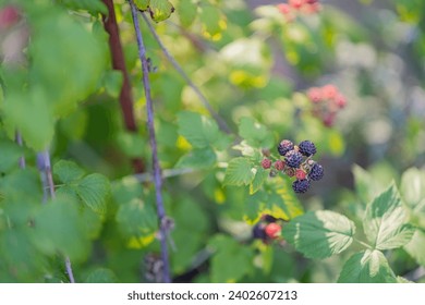 Thorny bushes with juicy berries, the brambleberry bushes grow in