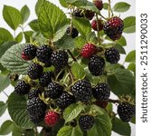 A blackberry bush is a robust, sprawling plant that produces delicious, juicy blackberries. Known for its thorny canes and serrated green leaves, this bush thrives in well-drained soil and sunny.