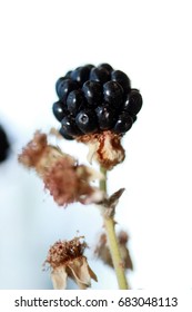 Blackberry - Fruit