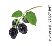 Blackberry fruit with green leaves on tree branch isolated on white background.