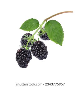 Blackberry fruit with green leaves on tree branch isolated on white background.