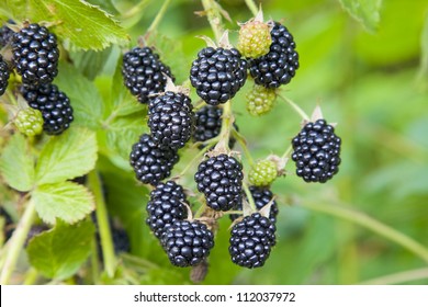 Blackberry Fruit Growing On Branch