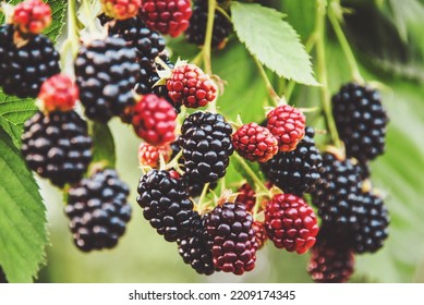 Blackberry Fruit Growing, Ripening Blackberries On Branch, Bramble Plant In The Garden