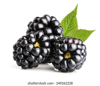 Blackberry Fruit Isolated 