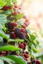 Blackberry Fruits On Bush In Blackberries Farm Or Garden. Harvest Or Picking Black Berry. Ripening Blackberries Or Dewberry Under Sun