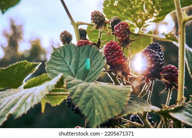 Blackberry growing on a garden bush. Through the leaves and berries of blackberries shine the rays of the sun. Summer berry grows in the garden or vegetable garden. Selective selective focus.