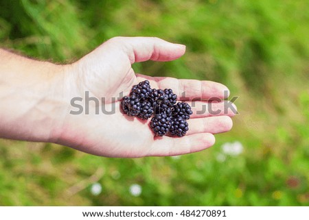 Similar – Ripe blackberries in hand