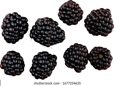 blackberry isolated on a white background closeup