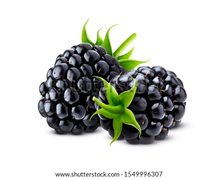 Blackberry isolated on white background with clipping path, closeup of two fresh blackberries
