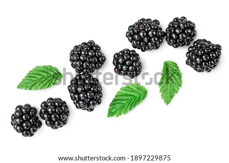blackberry isolated on a white background closeup. Clipping path and full depth of field. Top view. Flat lay