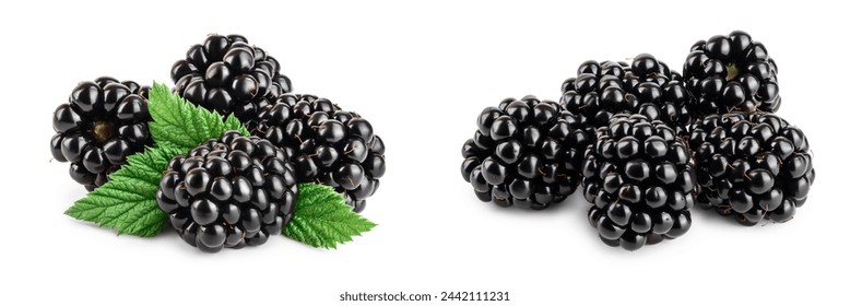 blackberry with leaf isolated on a white background closeup