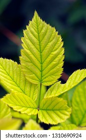 Blackberry Leaf Showing Chlorosis From A Nutrient Deficiency