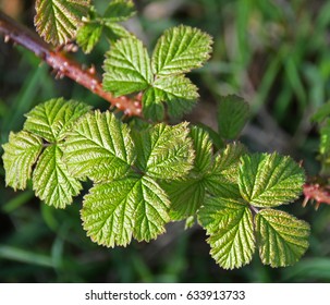 BlackBerry Leaves