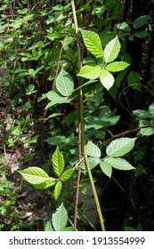 Blackberry Leaves And Thorny Vine Like Stems