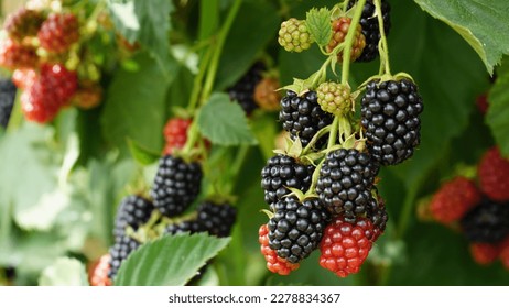 Blackberry. Rubus Eubatus. Frescas moras en el jardín. Un montón de frutos maduros de mora negra en una rama con hojas verdes. Bonito entorno natural. Cosecha de Blackberry. Enfoque selectivo.