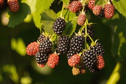 Blackberry. Wild Forest Berries. Bunches Of Ripe Black Blackberries Growing In Wild Nature, Dewberry Grow On A Bush. Summer Ripe Healthy Berries Outdoors, Close-up