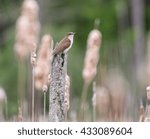 Black-billed Cuckoo