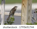 Black-billed Cuckoo, Coccyzus erythropthalmus, at Stone Harbor, New Jersey, USA
