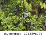 The black-billed cuckoo is hiding in  branches