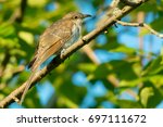 A Black-billed Cuckoo is perched on a branch in the early morning sun. Rouge National Urban Park, Toronto, Ontario, Canada.