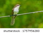 A Black-billed Cuckoo is perched on an old, worn hydro wire. Taylor Creek Park, Toronto, Ontario, Canada.