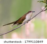 Black-billed Cuckoo Perched on Tree Branch
