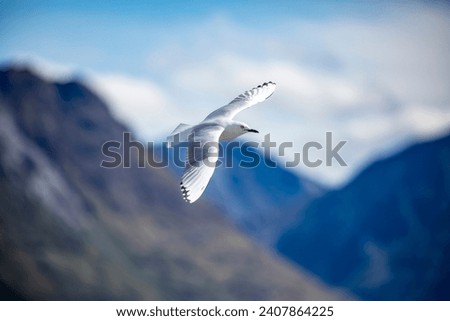 The black-billed gull (Chroicocephalus bulleri) is a Near Threatened species of gull in the family Laridae. 
 The background is southern alps mountains of new zealand.