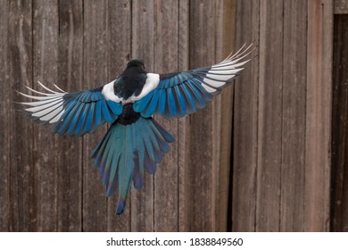 Magpie Flying High Res Stock Images Shutterstock