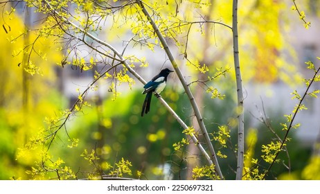 Black-Billed Magpie is sitting on the tree with yellow flowers in spring with a houses on the background. Kyiv city in spring. - Shutterstock ID 2250697321