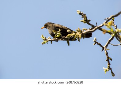 blackbird
