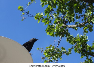 Blackbird
