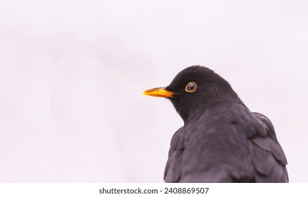 Blackbird against a background of snow-white snow. Portrait of a blackbird looking back..