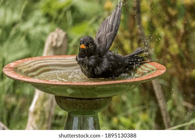 Blackbird Cleaning Itslef In A Bird Bath