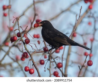 Blackbird Eating Crab Apple Fruits