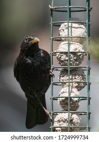 Blackbird Eating Suet Ball Lunch