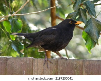 Blackbird Enjoying Garden In Uk