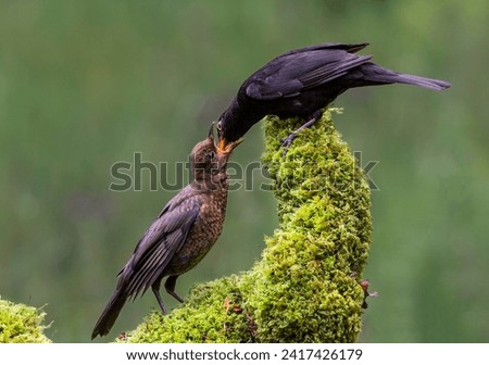 Blackbird feeding a youngster, spotted while out walking