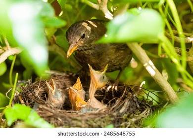 a blackbird feeds her young
