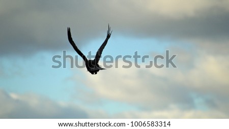 blackbird flying away