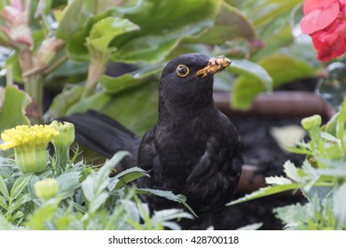 Blackbird In The Garden