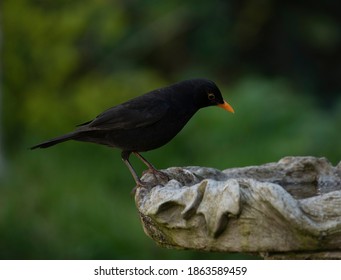 Blackbird In The Garden In Spring