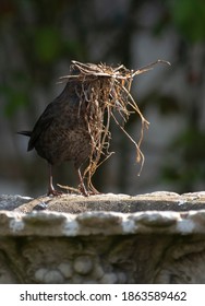 Blackbird In The Garden In Spring