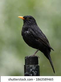 Blackbird In The Garden In Spring